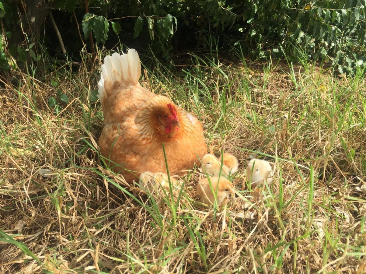 Quinta Das Almas Sao Roque do Pico Ngoại thất bức ảnh